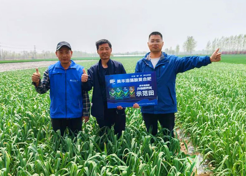 best365英国在线体育肥料助力中原蒜乡喜丰收