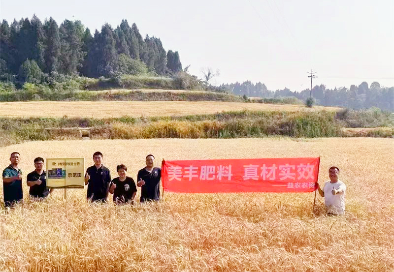 夏攻行动：best365英国在线体育方案助力小麦增收