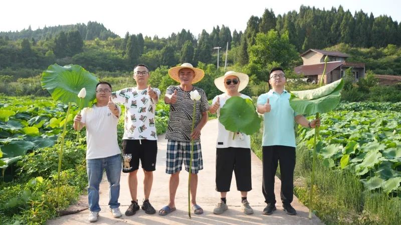 best365英国在线体育“组合拳”打出莲藕好长势高产量