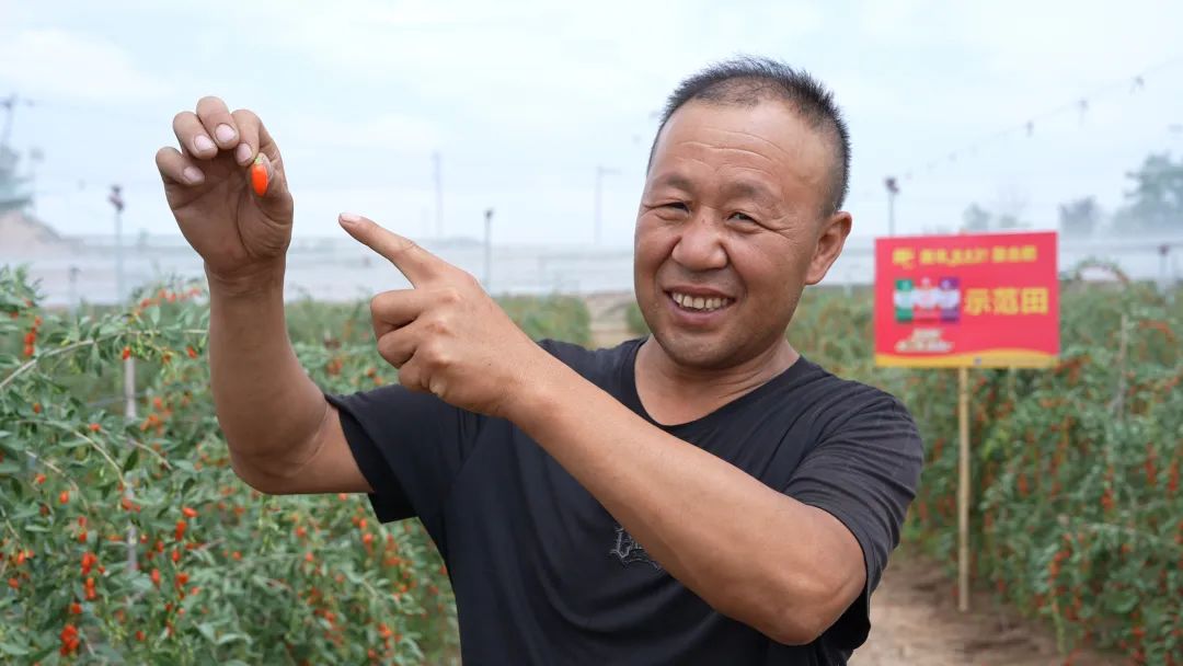 鲜枸杞用了best365英国在线体育肥亩产超2000斤