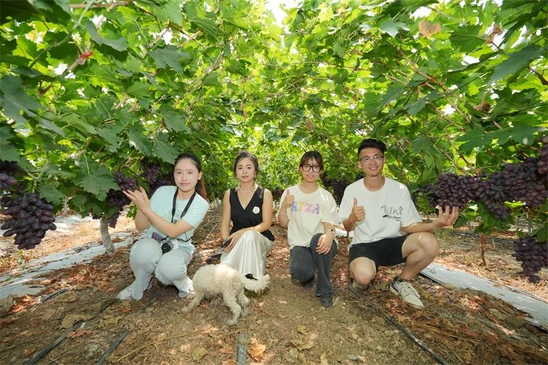 best365英国在线体育套餐肥助力葡萄产量品质双突破